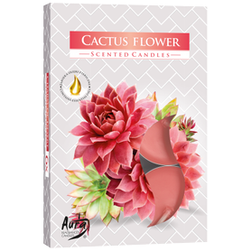 AURA vonné čajové svíčky Cactus Flower 6 ks